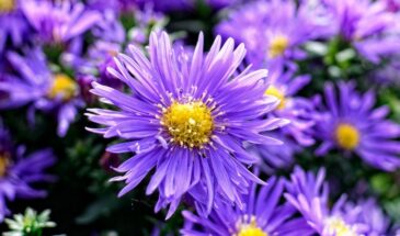 Астры до ноября: секрет посадки, который гарантирует крепкую рассаду и море цветов до самых заморозков