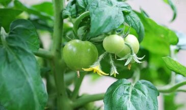 Соседи для томатов: что посадить рядом, чтобы получить в 3 раза больше урожая
