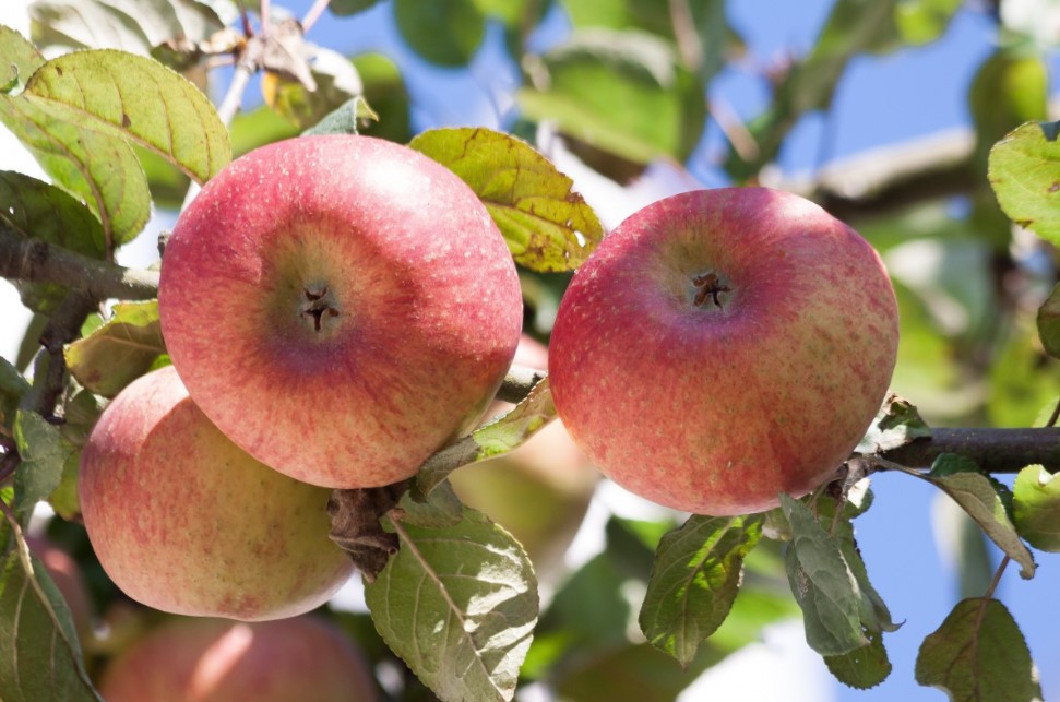Зола под яблоню в апреле: одна горсть — и яблоки будут сладкими, крупными, а ветки ломятся от урожая