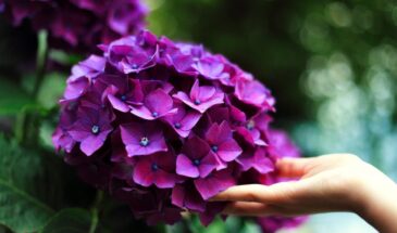 Обрежьте гортензию так весной — и летом куст утонет в цветах: секрет, который изменит ваш сад