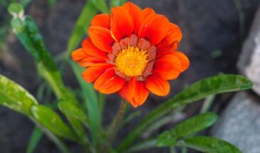 Газания — цветок, который цветёт без остановки всё лето: посадите один раз и любуйтесь до октября