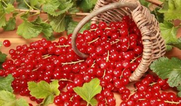 Тля на смородине исчезнет за 15 минут: 3 народных средства, которые работают лучше дорогой химии