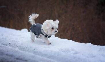 Весенние лужи: скрытая угроза, которая может покалечить лапы вашей собаки — ветеринар предупредила об опасности