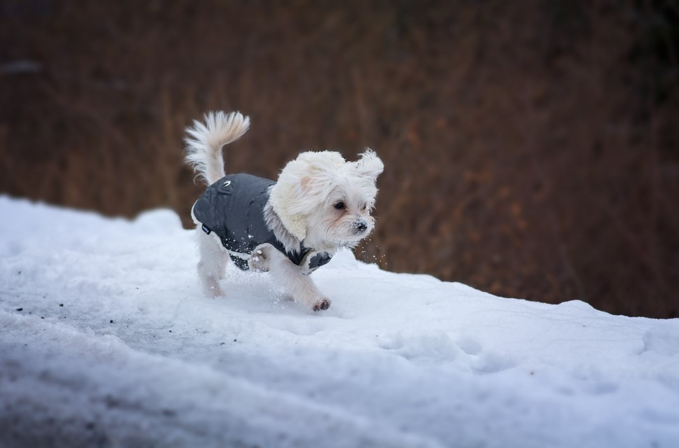 Весенние лужи: скрытая угроза, которая может покалечить лапы вашей собаки — ветеринар предупредила об опасности