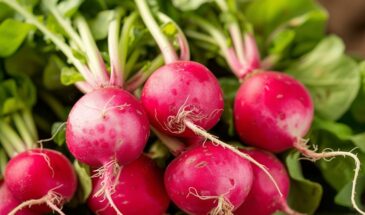 Не опоздать и не переборщить: когда сажать редис, шпинат и укроп, чтобы урожай был щедрым, а не «в цвет»