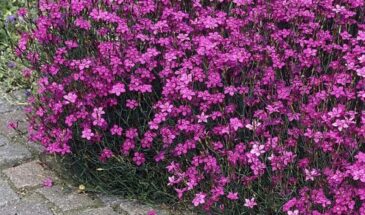 Прямой посев цветов: 10 неприхотливых растений для «ленивой» клумбы без рассады