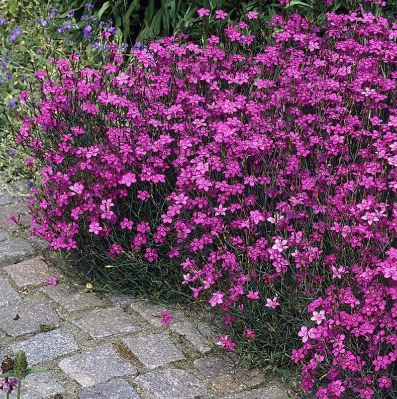 Прямой посев цветов: 10 неприхотливых растений для «ленивой» клумбы без рассады