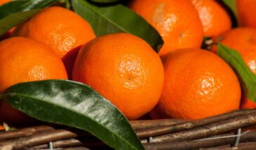 Как избавиться от моли без химии: апельсиновые корки вместо нафталина