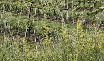 Как забыть о прополке на месяц: дедовский метод с плоскорезом