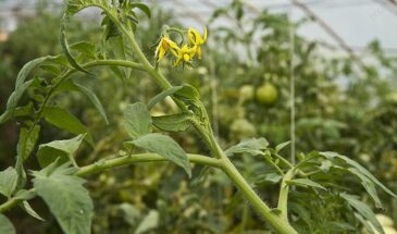 Жирование томатов: как скручивание листьев спасает урожай и ускоряет цветение