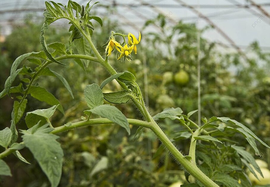 Жирование томатов: как скручивание листьев спасает урожай и ускоряет цветение
