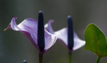 Спатифиллум цветёт без химии: подкормка из апельсиновых и морковных корок