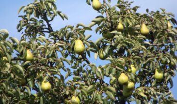 Два побега на груше: почему нужно обрезать один и как правильно выбрать главный ствол