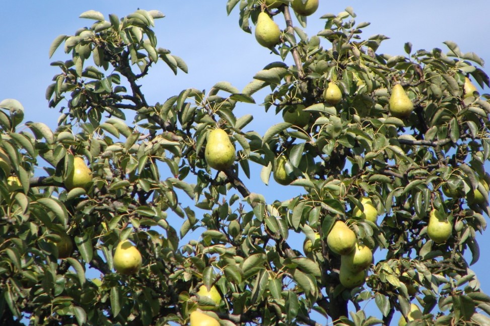 Два побега на груше: почему нужно обрезать один и как правильно выбрать главный ствол