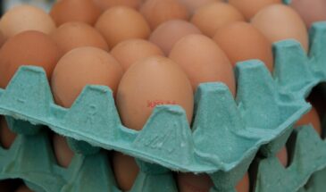 Как выбирать куриные яйца: почему категория С2 полезнее крупных и на что смотреть в магазине