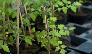 Костная мука для рассады: подкормка за копейки, которая делает растения мощными за 7 дней