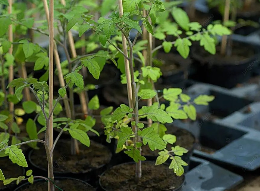 Костная мука для рассады: подкормка за копейки, которая делает растения мощными за 7 дней