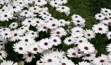 Какие цветы сеять в грунт в апреле: список неприхотливых однолетников