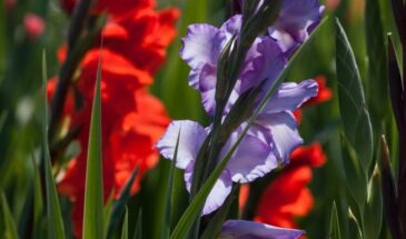 Размножение гладиолусов: как делить клубнелуковицу для пышного цветения