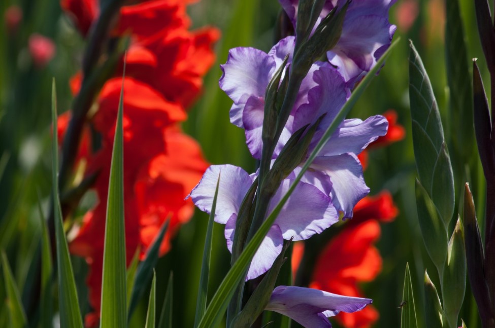 Размножение гладиолусов: как делить клубнелуковицу для пышного цветения