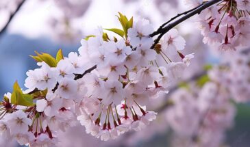 Подкормка вишни весной: 2 компонента для урожая, который слаще черешни