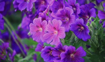 2 таблетки в воду — и герань цветёт без остановки: апрельская подкормка для пышных шапок