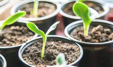 Рассада вытягивается? Раздвиньте стаканы по схеме 10×10 — и сеянцы станут коренастыми