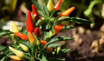 Перец чили: польза, вред и секреты использования жгучей специи