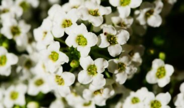 Алиссум после пикировки: 5 правил для плотных кустиков, а не длинных «нитей»