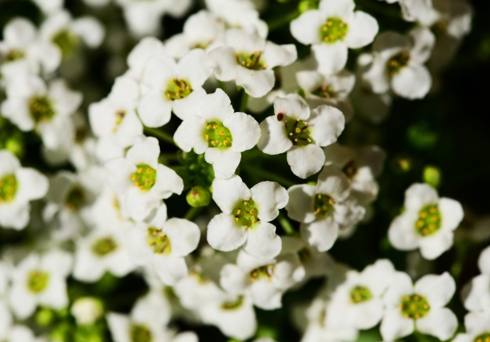 Алиссум после пикировки: 5 правил для плотных кустиков, а не длинных «нитей»