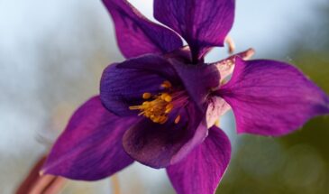 Аквилегия в саду: как вырастить изящный многолетник с нежными цветками