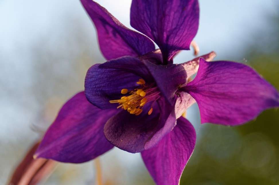 Аквилегия в саду: как вырастить изящный многолетник с нежными цветками