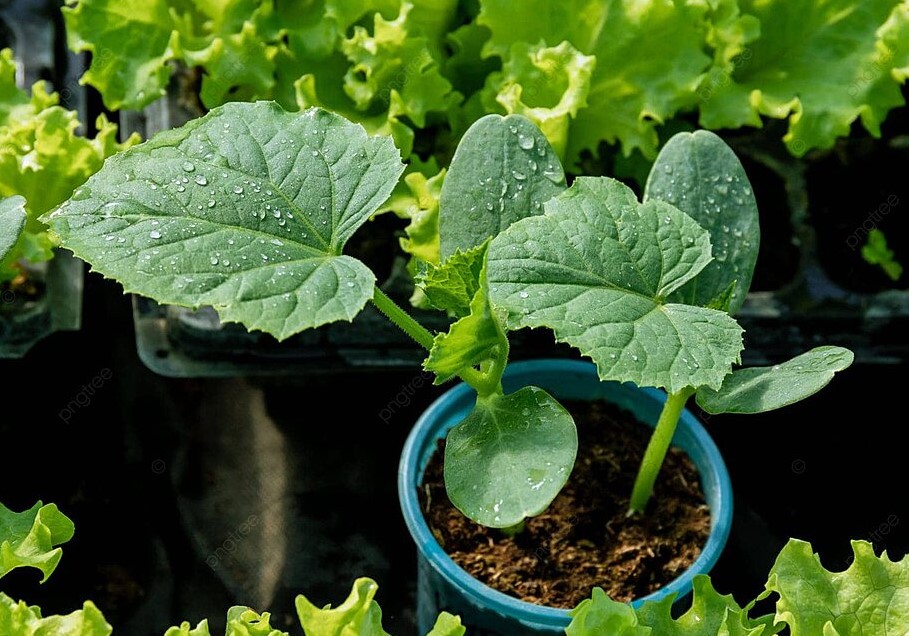 Когда сажать огурцы в грунт: берёза и одуванчик подскажут идеальный срок