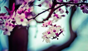 Лучшие сорта вишни для средней полосы: урожай даже в капризном климате