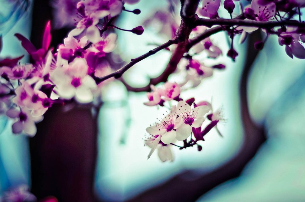 Лучшие сорта вишни для средней полосы: урожай даже в капризном климате