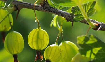 Почему крыжовник даёт мелкие кислые ягоды: 5 причин скудного урожая