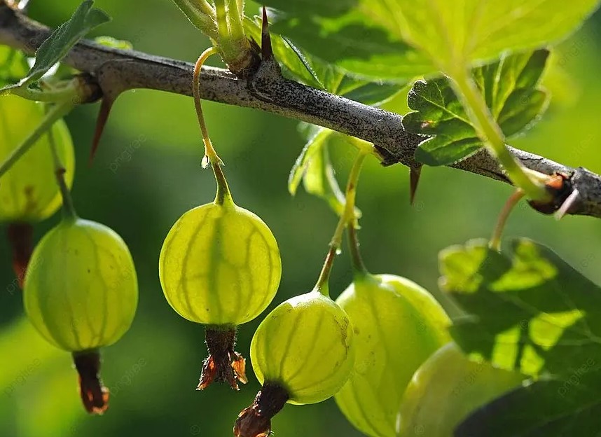 Почему крыжовник даёт мелкие кислые ягоды: 5 причин скудного урожая
