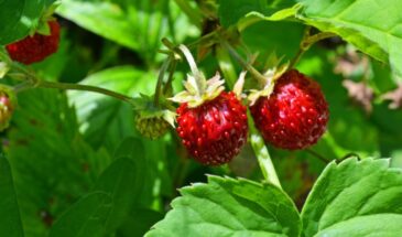 Пять неприхотливых сортов земляники для посадки в апреле: сладкий урожай с минимумом забот