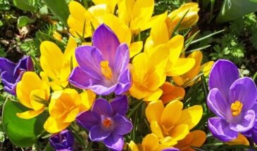 Крокусы проросли, а в сад ещё рано: как сохранить луковицы до высадки