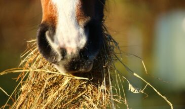 Народные приметы 27 марта: Фёдор-скотник — что можно и нельзя делать в этот день