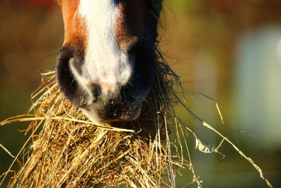 Народные приметы 27 марта: Фёдор-скотник — что можно и нельзя делать в этот день