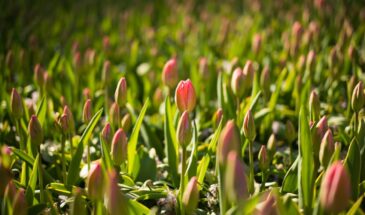 Почему тюльпаны мельчают: ежегодная выкопка и просушка решают проблему