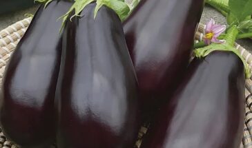 Этот баклажан не боится севера: «Мерлин F1» дал урожай там, где другие сдались