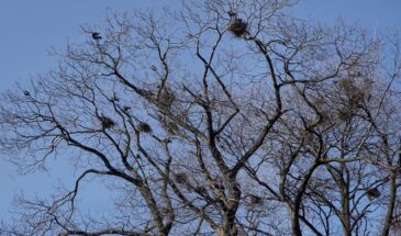17 марта: грачи прилетели — весну принесли. Народный календарь раскрыл приметы