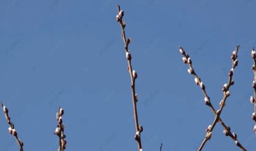 Верба на Лазаря 21 марта: что можно делать с веточками, а что категорически нельзя — приметы на здоровье и удачу