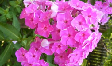 Флоксы, которые цветут до заморозков: сорта Друммонда, способные удивить даже опытных цветоводов