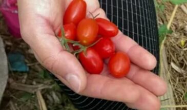 Три сорта томатов, которые разочаровали дачников: агроном предупредила о рисках