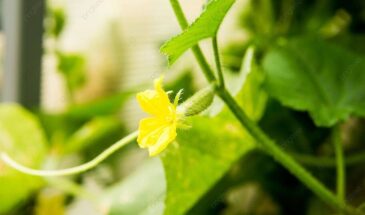 Огурцы снова дают урожай: как омолодить куст за 3 дня простым приёмом с землёй