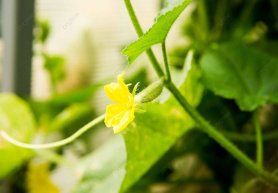 Огурцы снова дают урожай: как омолодить куст за 3 дня простым приёмом с землёй