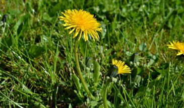 Одуванчик на участке: почему он возвращается снова и как победить сорняк, который не сдаётся без боя